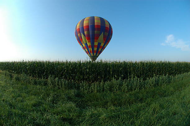 istock Hot air balloon flying very low over cornfield 90849159