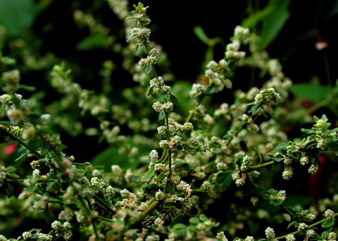 close up of Aerva lanata -mountain knotgrass - polpala plant- herb - weed grown in a home garden in Sri Lanka