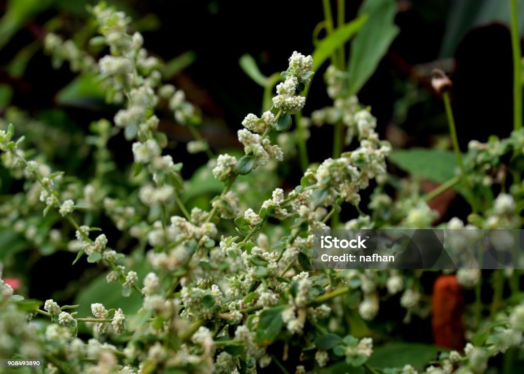 close up of Aerva lanata -mountain knotgrass - polpala plant- herb - weed grown in a home garden in Sri Lanka Alternative Medicine Stock Photo