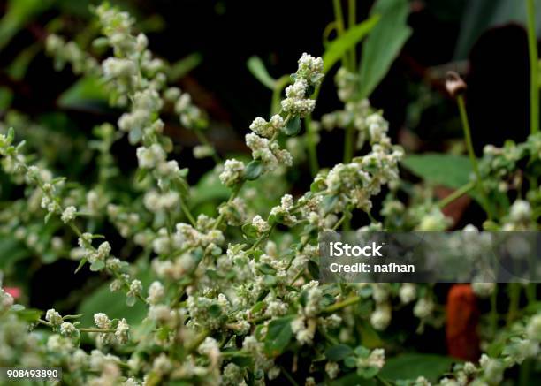 Close Up Of Aerva Lanata Mountain Knotgrass Polpala Plant Herb Weed Grown In A Home Garden In Sri Lanka Stock Photo - Download Image Now