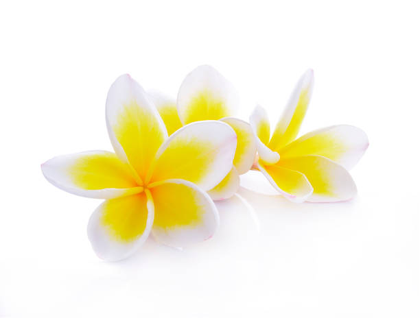 istock beautiful white plumeria rubra flowers isolated on White background 908494152