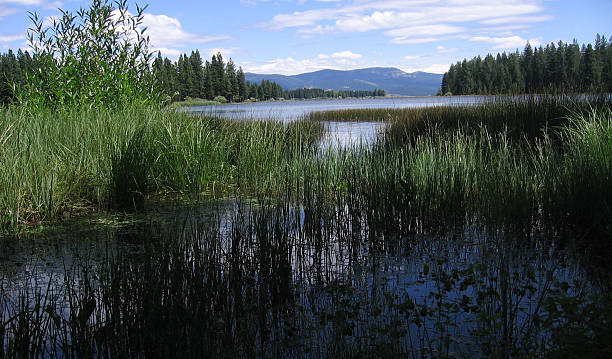 istock Walker Lake with Reeds and Sky 90849550