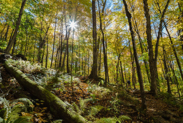 A hiker in the woods.