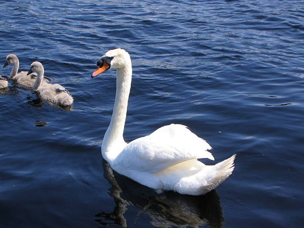 cisne - foto de stock