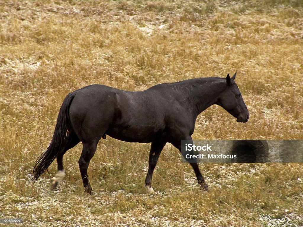 Black Horse Stock Photo - Download Image Now - Autumn, Black Color ...