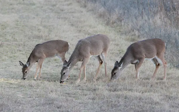 Three deer grazing in a meadow.