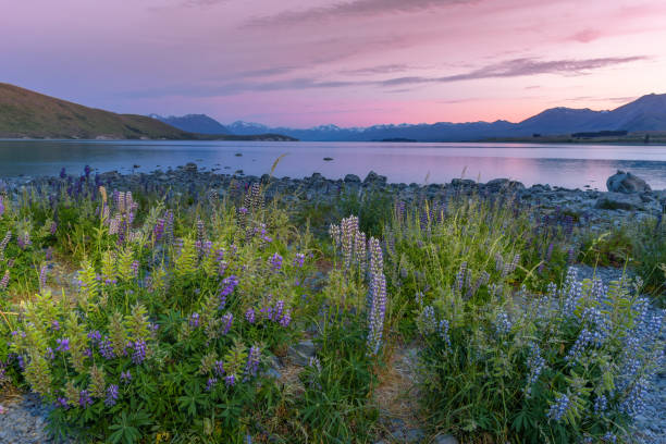 istock Russle Lupines at Lake Tekapo 908501642