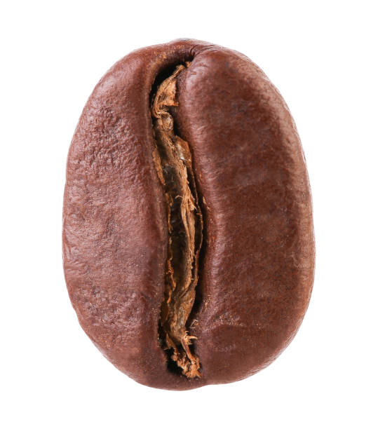 chiodo di caffè isolato su sfondo bianco, percorso di ritaglio - coffee crop bean seed directly above foto e immagini stock