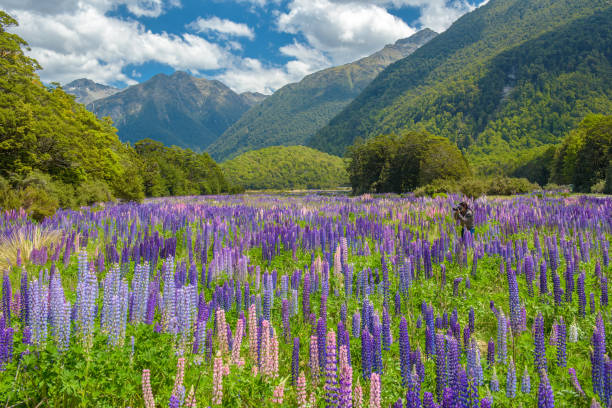 istock Russle Lupines at milfordsound 908502214