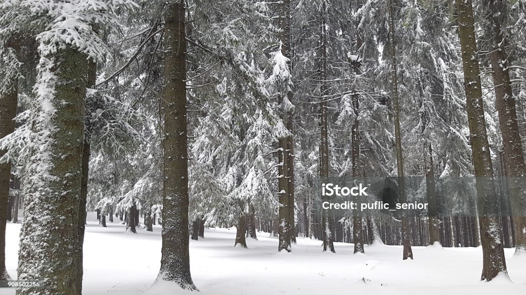 Pine trees covered with snow Snow, Winter, Blizzard, Season, Snowflake Backgrounds Stock Photo