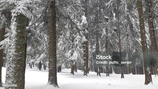 Pine Trees Covered With Snow Stock Photo - Download Image Now - Backgrounds, Beauty, Blizzard