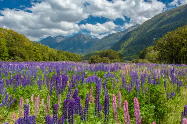 Russle Lupines at milfordsound, New zealandRussle Lupines at milfordsound, New zealand