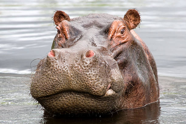 Bad Tempered Hippo stock photo