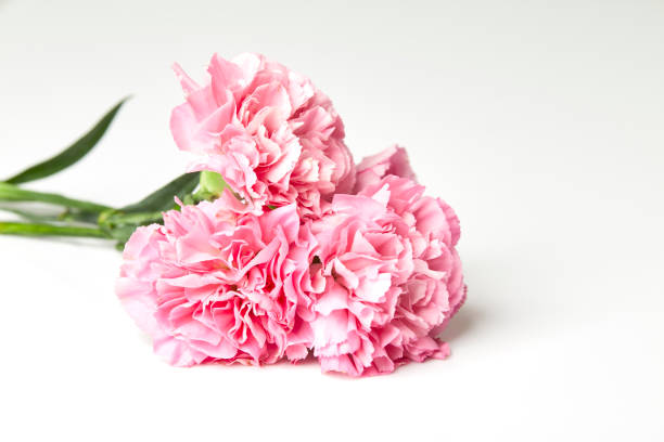 istock Pink carnations flower for Mother's day 908502764