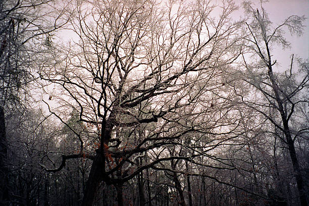 spooky tree stock photo