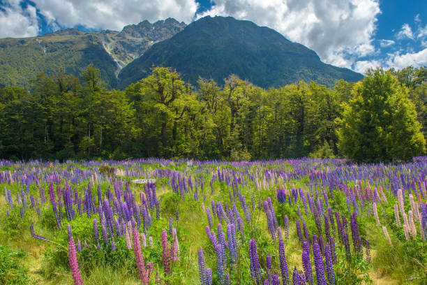 istock Russle Lupines at milfordsound 908505348