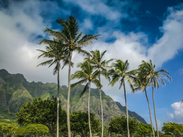 istock Hawaii landscape and foliage 908505370