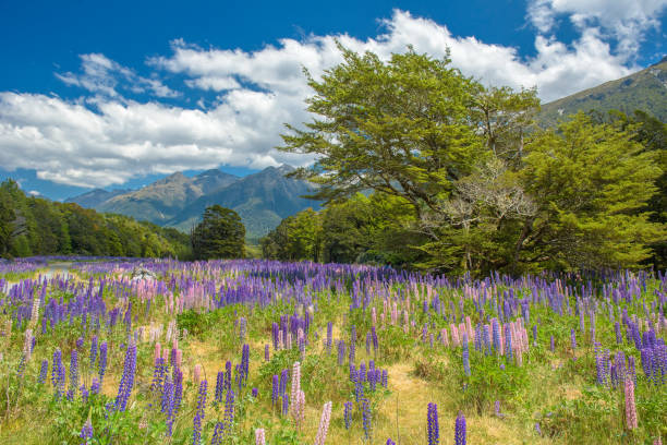 istock Russle Lupines at milfordsound 908508464