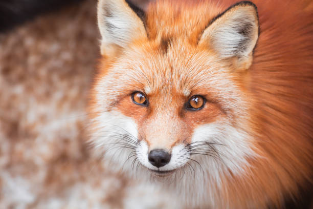 istock Japanese Red fox in snow 908508478