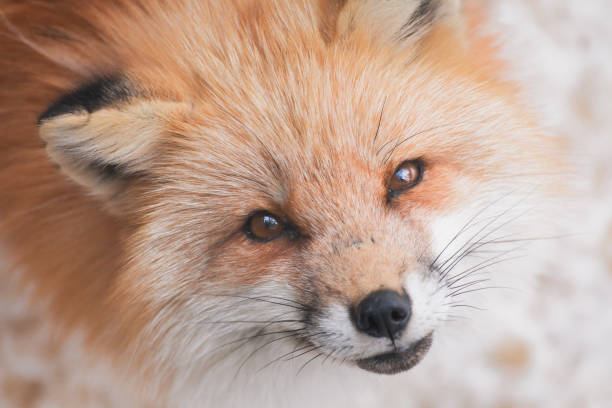 istock Japanese Red fox in snow 908508482