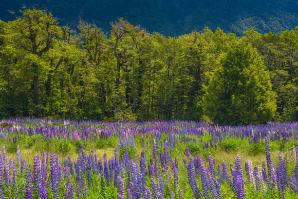 istock Russle Lupines at milfordsound 908508620