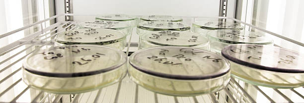 microbiología la ciencia - petri dish bacterium cell virus fotografías e imágenes de stock