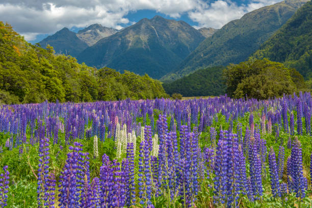 istock Russle Lupines at milfordsound 908511540