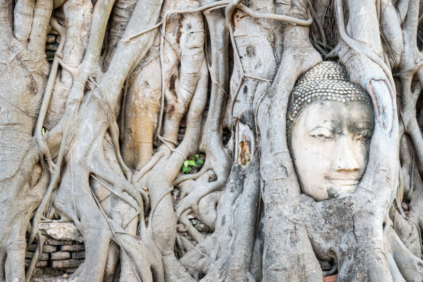 istock buddha Head in tree root at wat mahathat ,Ayutthaya Historical Park ,Thailand 908512108