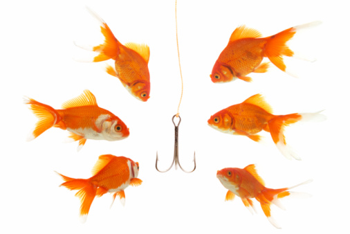 goldfishes looking to the fishhook