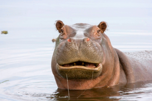 Botswana wildlife. Hippo with open mouth muzzle with toouth, danger animal in the water. Detail portrait of hippo head.  Hippopotamus amphibius capensis, with evening sun, animal in the nature.