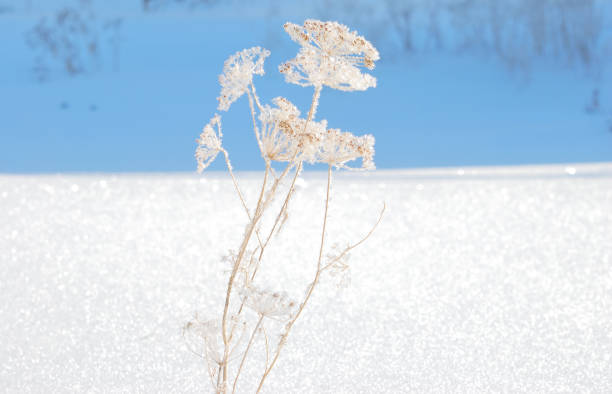 istock Plants covered with snow, Omsk region, Russia 908515980
