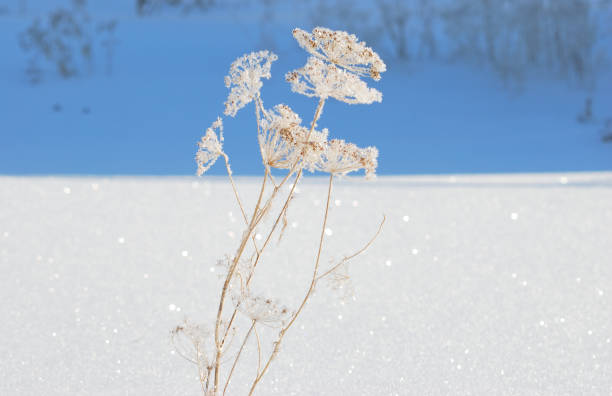 istock Plants covered with snow, Omsk region, Russia 908515982