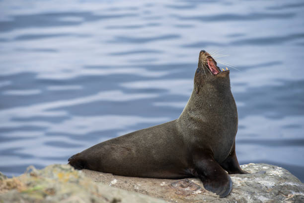 istock fur seal in Moeraki 908521126