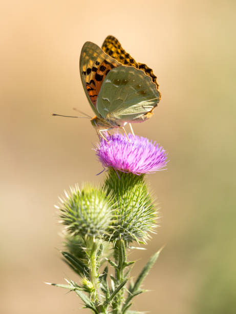 istock Beautiful butterfly in the wild on a plant 908521488
