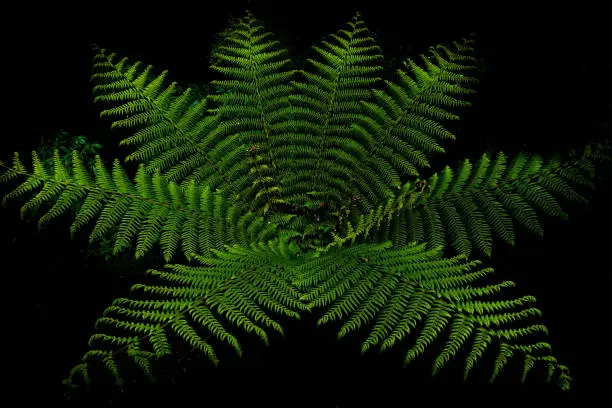 Fern forest in milfordsound, New ZealandFern forest in milfordsound, New Zealand