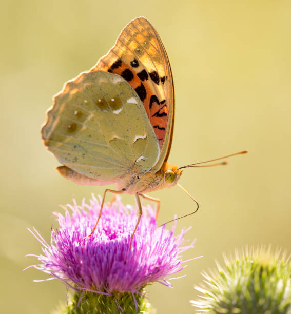istock Beautiful butterfly in the wild on a plant 908521590
