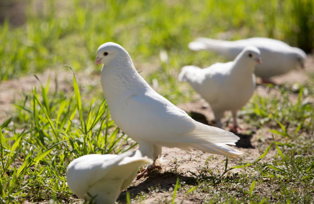 istock White doves in green grass in summer 908522164