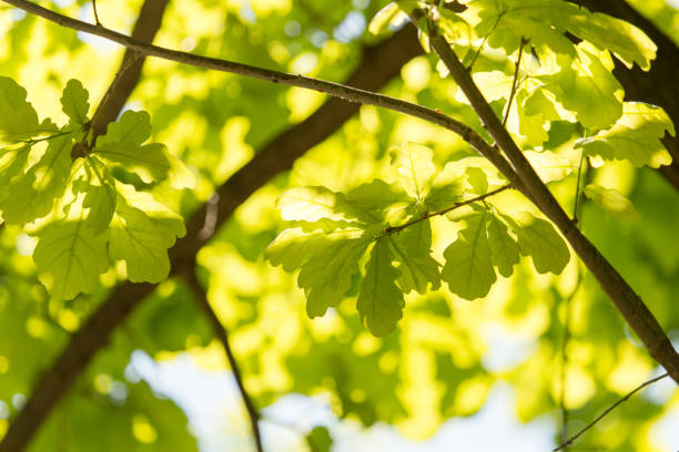 istock Green leaves on the branches of oak 908524394