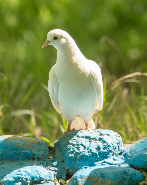istock White dove walking in the park outdoors 908524556