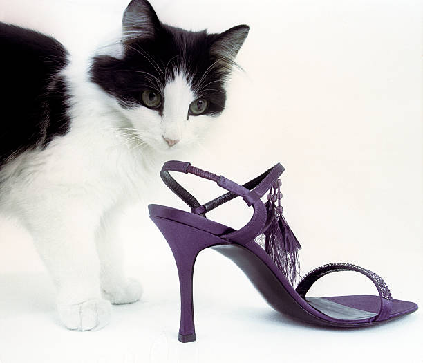the cat and shoe 2 stock photo