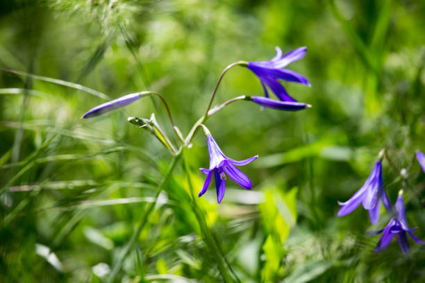 istock Blue bell flowers in a park 908524654