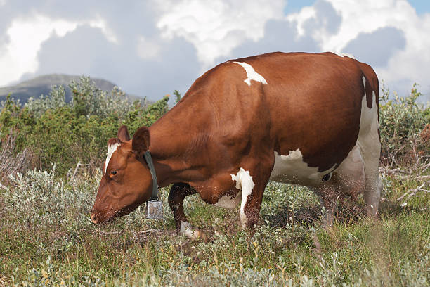 cow grazing, eating gras stock photo