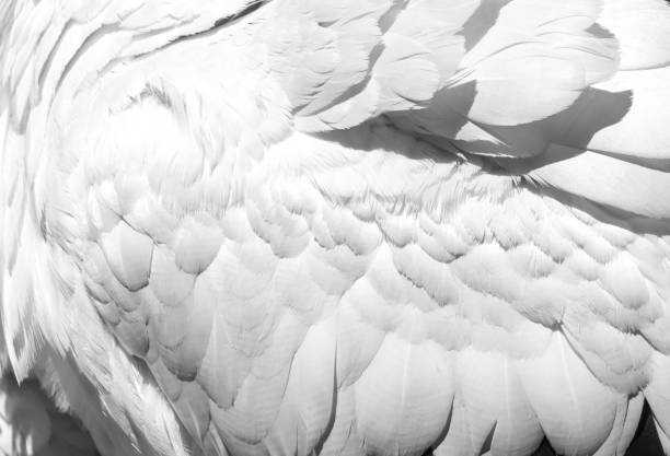 istock White feathers in a bird stork as a background 908527952