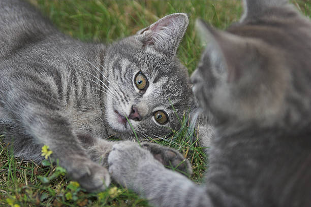 Two cats stock photo