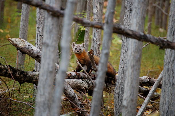 Pine Marten stock photo