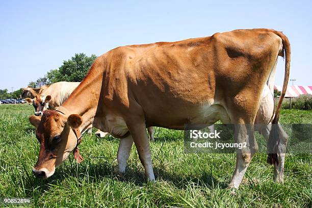 Jersey Vaca No Pasto - Fotografias de stock e mais imagens de Gado - Mamífero ungulado - Gado - Mamífero ungulado, Jersey - Têxtil, Agricultura