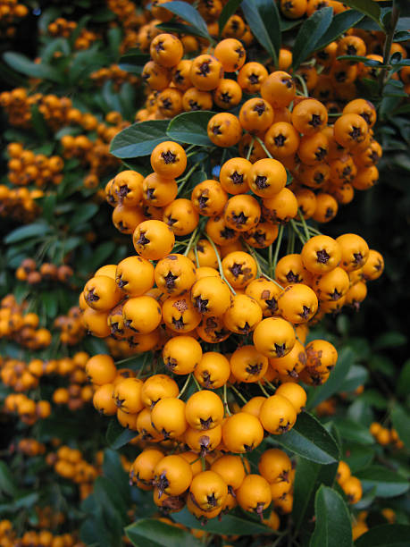 orange berries pyracantha - fsachs78 stockfoto's en -beelden