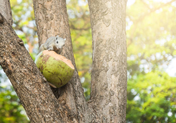 istock young squirrel on the tree in the park . blur 908531352
