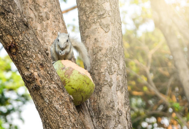 istock young squirrel on the tree in the park . blur 908531358