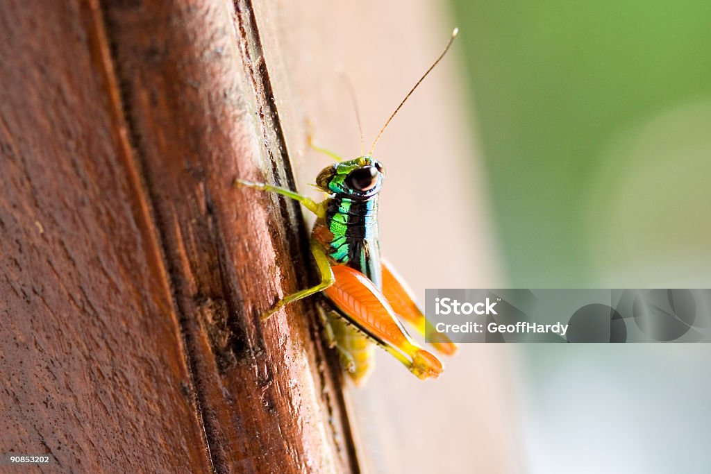 Colores brillantes insecto - Foto de stock de Abdomen animal libre de derechos